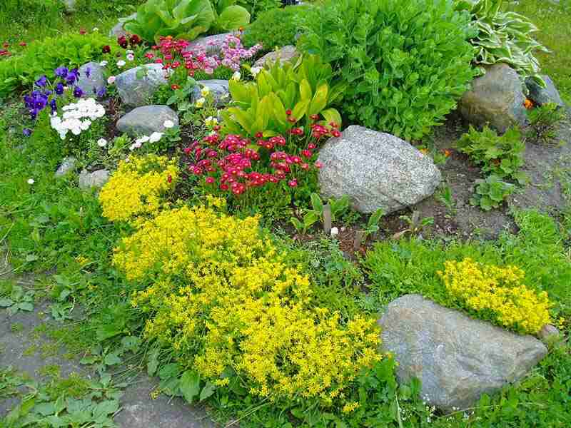 Растения, подходящие для альпийской горки (фото и названия)
